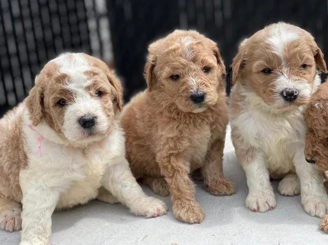 Chiots Goldendoodle thumbnail 10