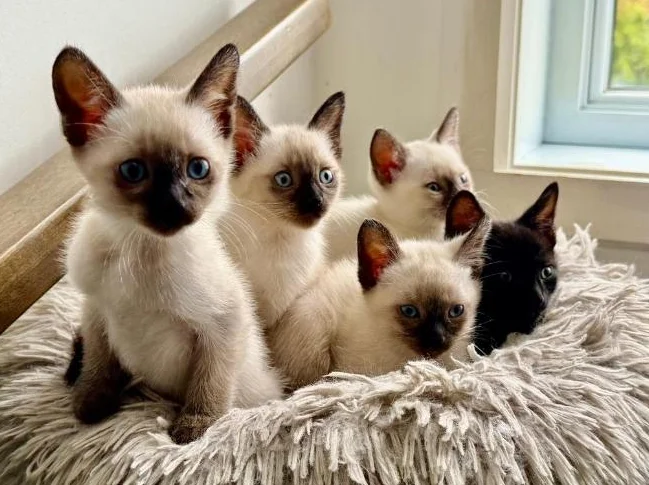 Chaton siamois à vendre (oriental)