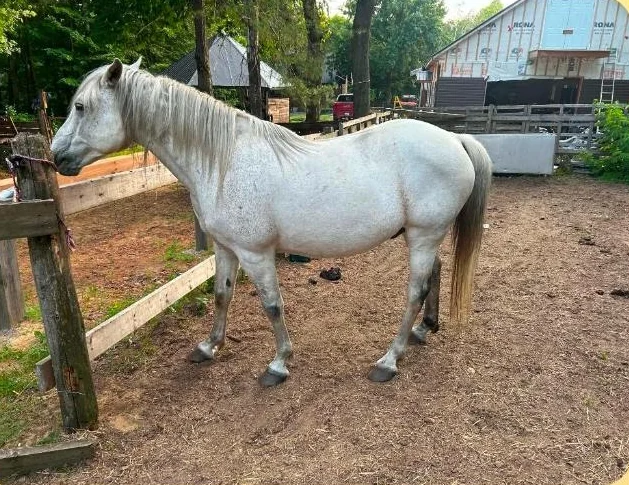 3 chevaux a vendre 2 qh...1 qh x canadien thumbnail 4