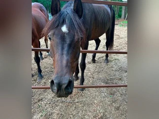 3 chevaux a vendre 2 qh...1 qh x canadien