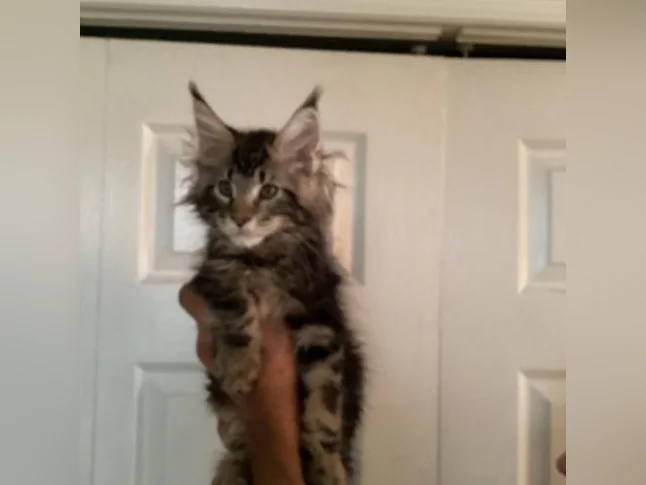 Mainecoon Tica thumbnail 7