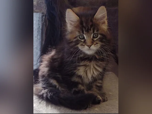 Mainecoon Tica thumbnail 8