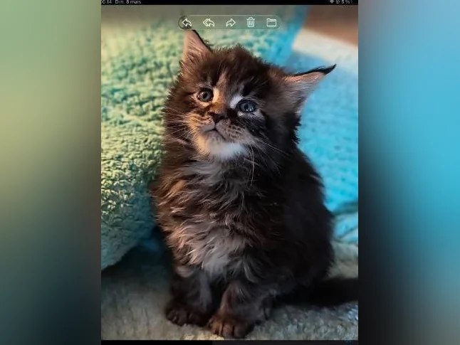 Mainecoon Tica thumbnail 3