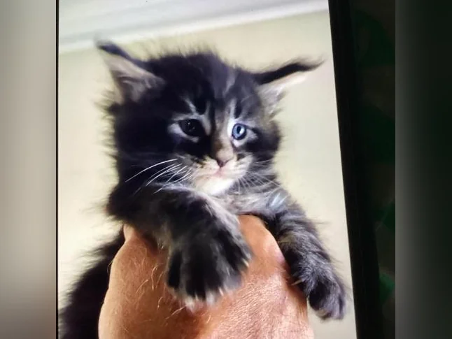 Mainecoon Tica thumbnail 5