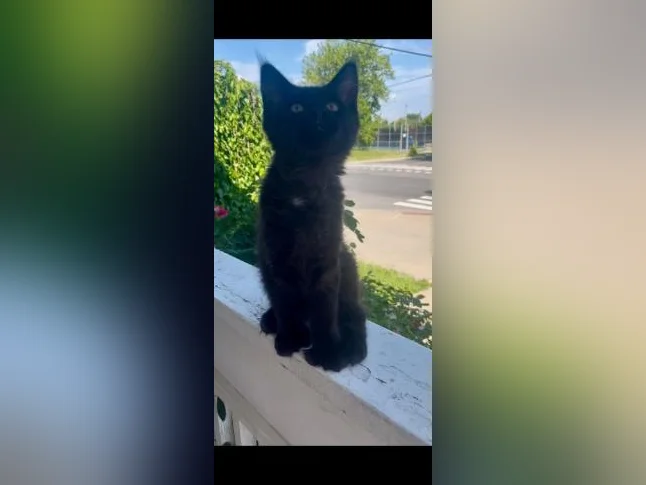 Maincoon chaton femelle thumbnail 6
