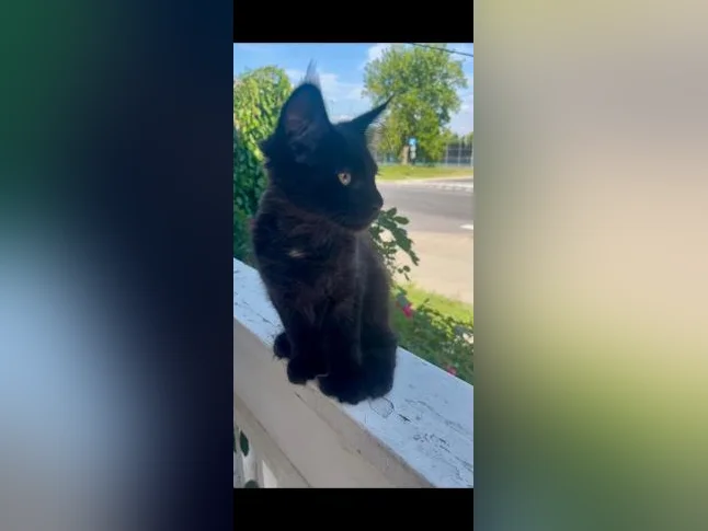 Maincoon chaton femelle thumbnail 5