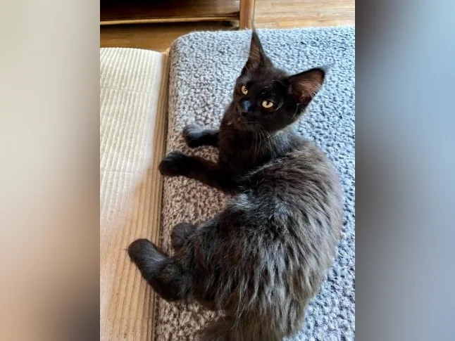 Maincoon chaton femelle thumbnail 3