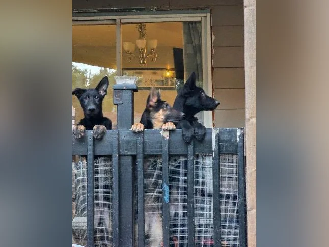 4 bebe berger allemand pur race bientôt 4 mois 1 femmel 3 mâle