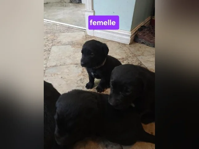 Chiots labernois a venir bientôt thumbnail 6