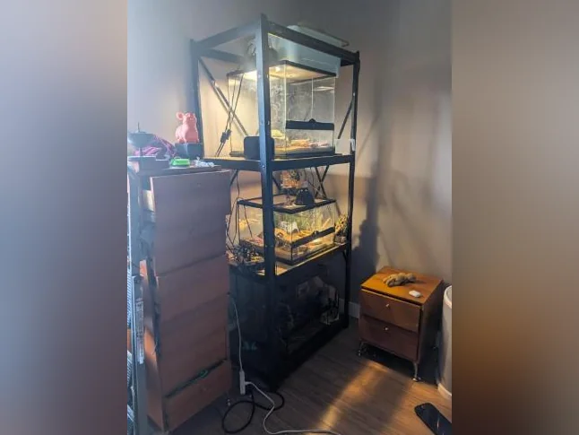 2 Geckos avec l'ensemble des équipements thumbnail 2