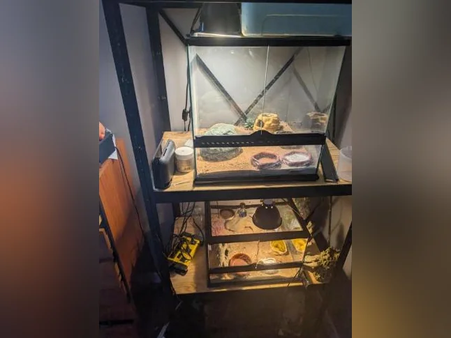 2 Geckos avec l'ensemble des équipements