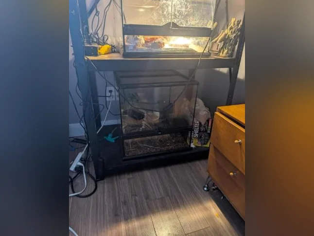 2 Geckos avec l'ensemble des équipements thumbnail 3
