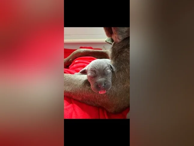 Chiots CaneCorso pure race thumbnail 4