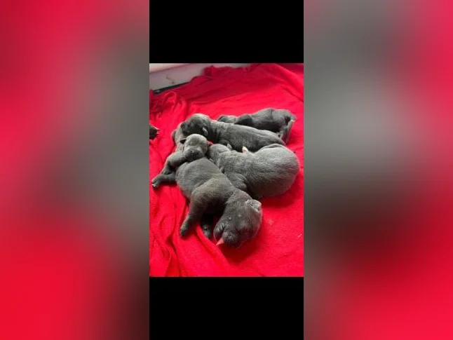 Chiots CaneCorso pure race thumbnail 3