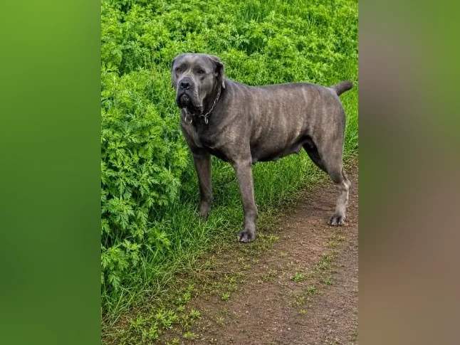 Chiots CaneCorso pure race thumbnail 6