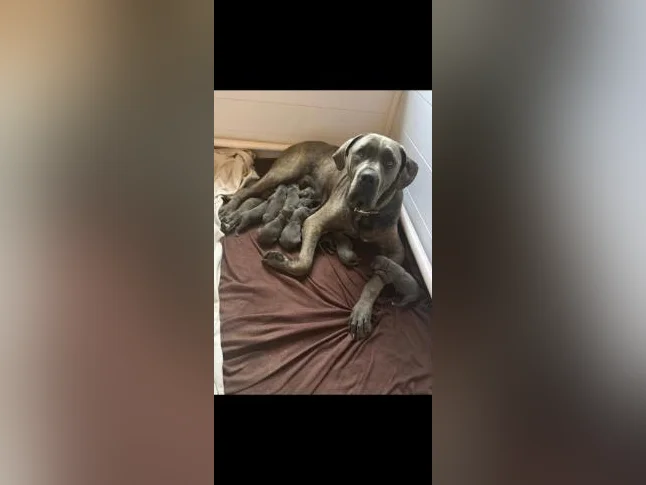 Chiots CaneCorso pure race