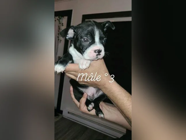 Frenchtons 2 Puppies  🐾                                                         Prêts a partir / 1🩷🐾1🩵