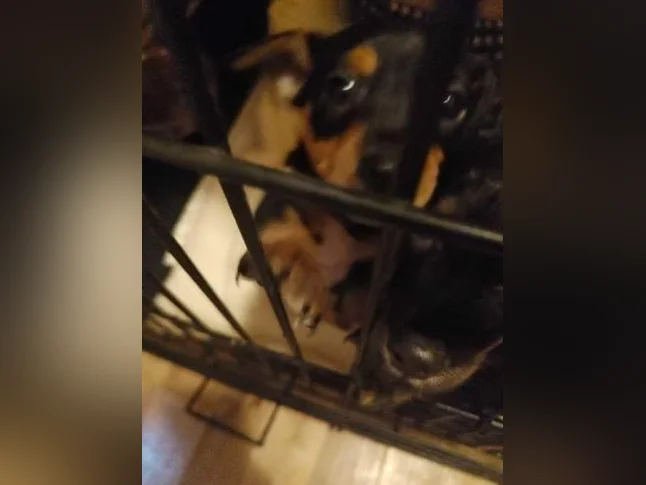 Petit chien
