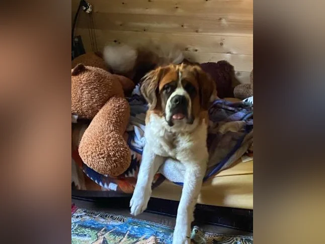 Saint Bernard - adoption thumbnail 5