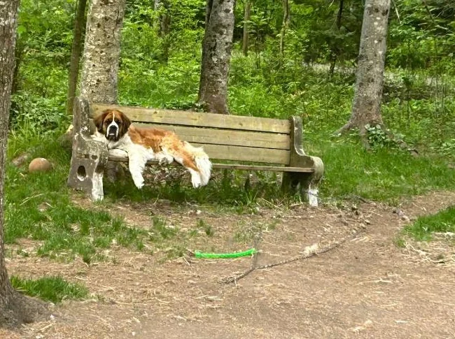 Saint Bernard - adoption