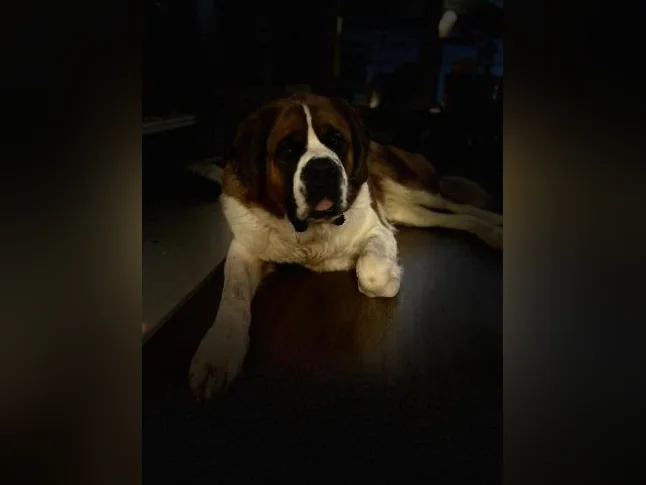 Saint Bernard - adoption thumbnail 4