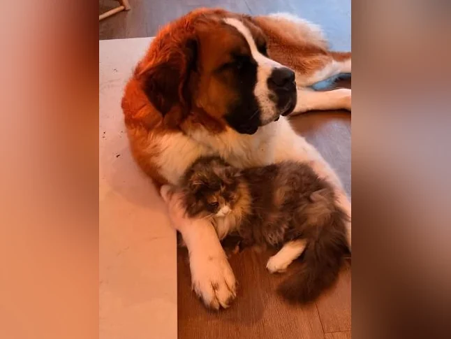 Saint Bernard - adoption thumbnail 2