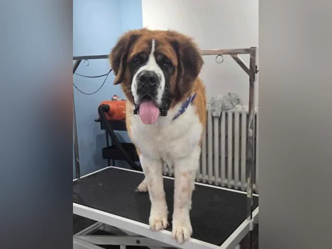 Saint Bernard - adoption thumbnail 3