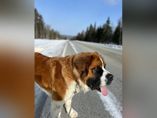 Saint Bernard - adoption thumbnail 7