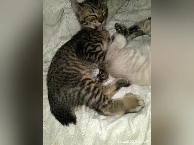 Chaton highland lynx thumbnail 4