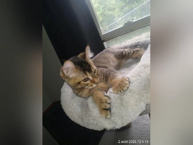 Chaton highland lynx thumbnail 6