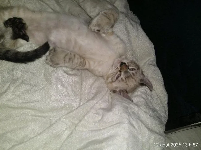 Chaton highland lynx thumbnail 2