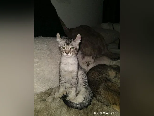 Chaton highland lynx thumbnail 7