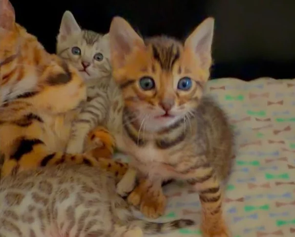 Chatons Bengals pure race de qualité supérieure enregistrés TICA thumbnail 2