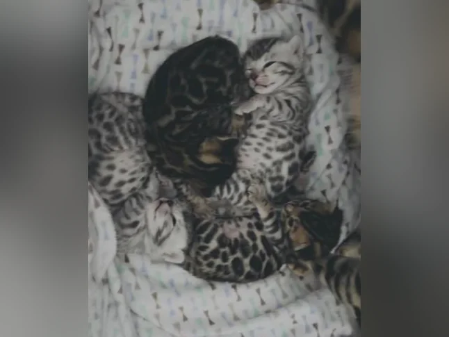 Chatons Bengals pure race de qualité supérieure enregistrés TICA