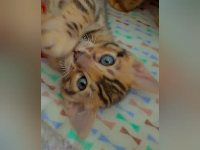 Chatons Bengals pure race de qualité supérieure enregistrés TICA thumbnail 5