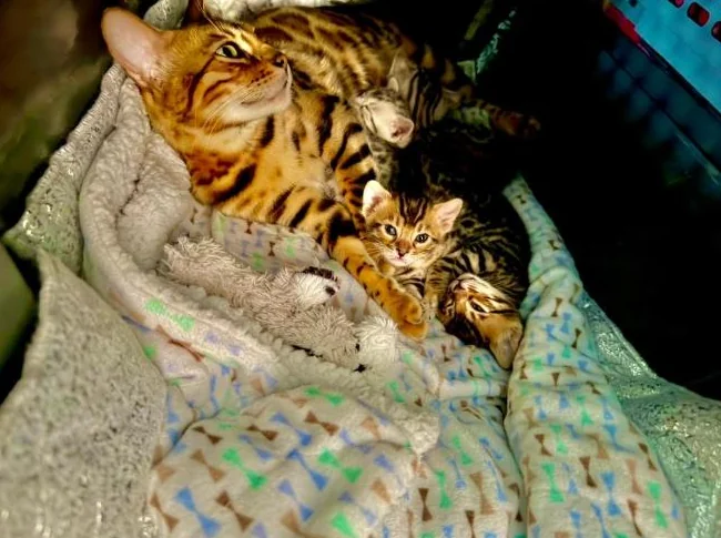 Chatons Bengals pure race de qualité supérieure enregistrés TICA thumbnail 8