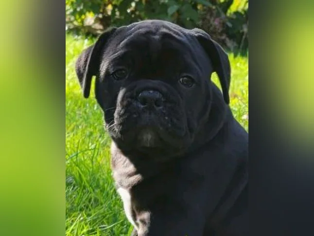 Old english bulldog thumbnail 9