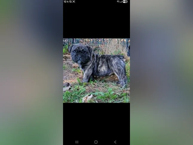Old english bulldog thumbnail 10