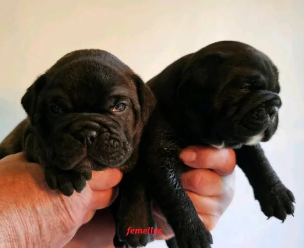 Old english bulldog thumbnail 8