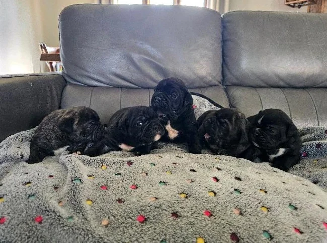 Old english bulldog thumbnail 2