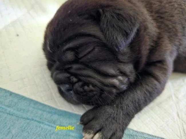 Old english bulldog thumbnail 3