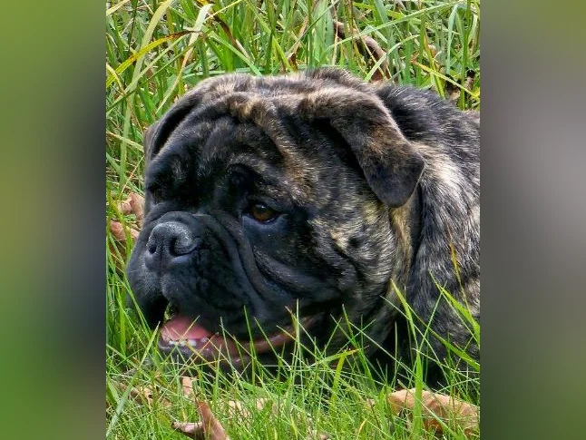 Old english bulldog thumbnail 5
