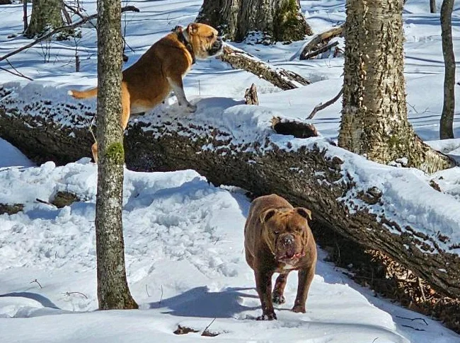 Old english bulldog thumbnail 6