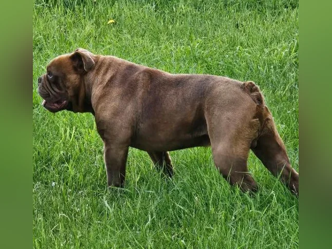 Old english bulldog thumbnail 4