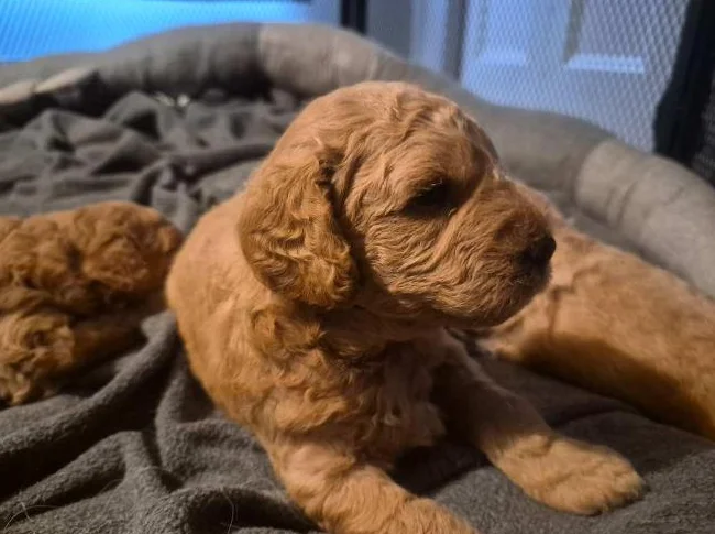 Magnifiques chiots Goldendoodle F1BB Miniatures (12-18 lbs) – Signés Passion Goldendoodle Marie Blue thumbnail 4