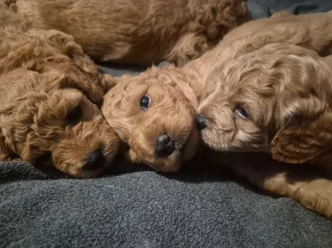 Magnifiques chiots Goldendoodle F1BB Miniatures (12-18 lbs) – Signés Passion Goldendoodle Marie Blue thumbnail 5