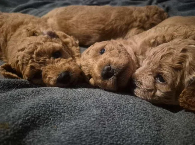 Magnifiques chiots Goldendoodle F1BB Miniatures (12-18 lbs) – Signés Passion Goldendoodle Marie Blue