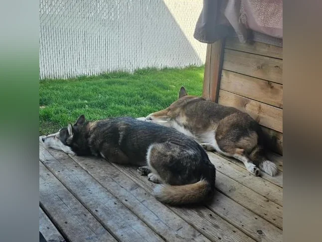 Belle husky croisé qui a besoin d'une bonne maison thumbnail 6