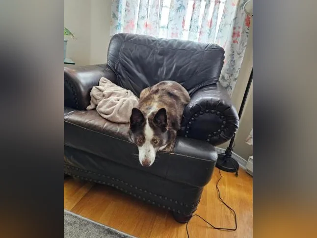 Belle husky croisé qui a besoin d'une bonne maison thumbnail 2
