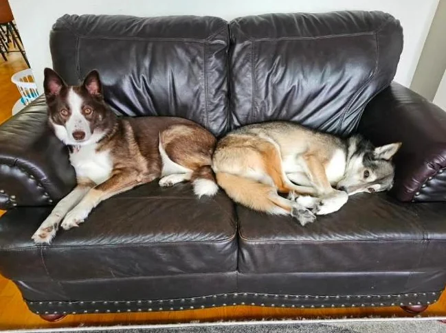 Belle husky croisé qui a besoin d'une bonne maison thumbnail 4